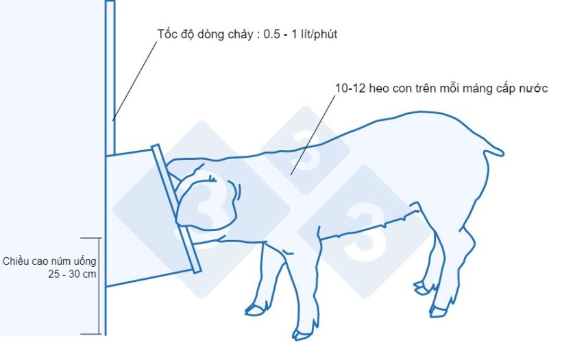 Máng uống được khuyến nghị cho heo con mới cai sữa. 